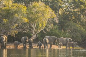 Elephants drinking