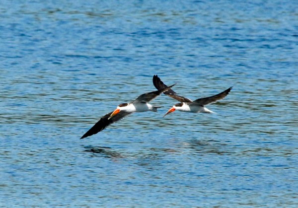 African Skimmer