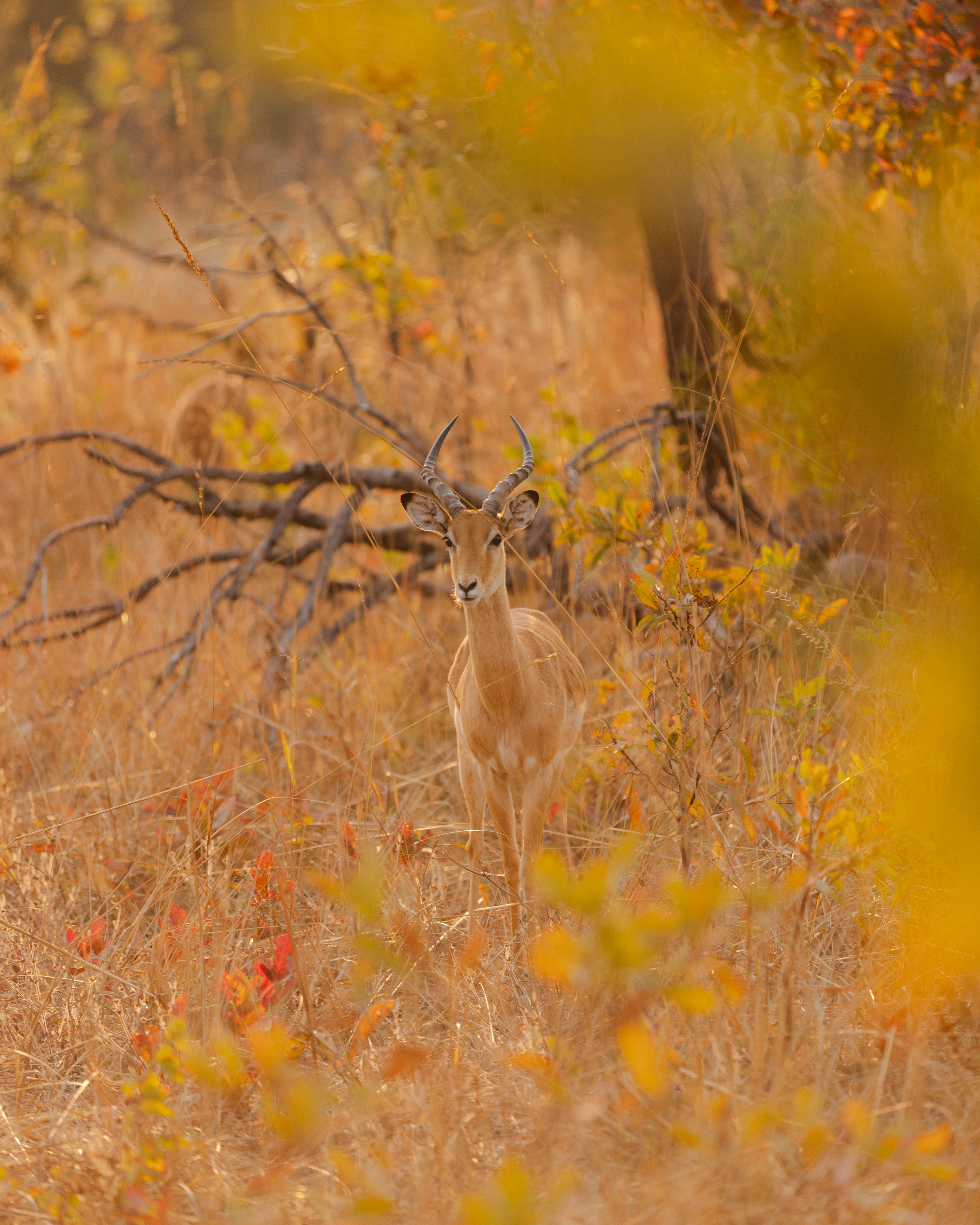 African_Parks_Zambia_Kafue_McBrides_Game_Drive_HR_2025_Sarah_Wang-11