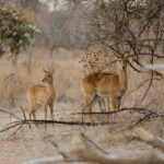 African_Parks_Zambia_Kafue_McBrides_Game_Drive_HR_2025_Sarah_Wang-3