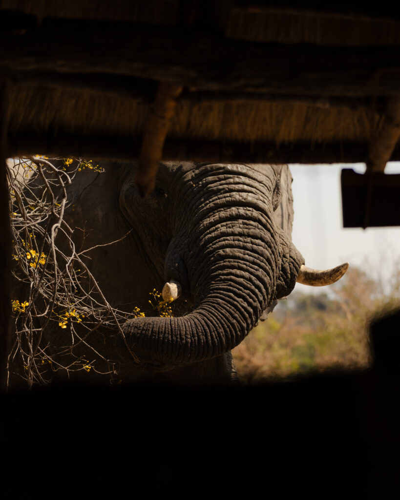 African_Parks_Zambia_Kafue_McBrides_Rooms_HR_2025_Sarah_Wang