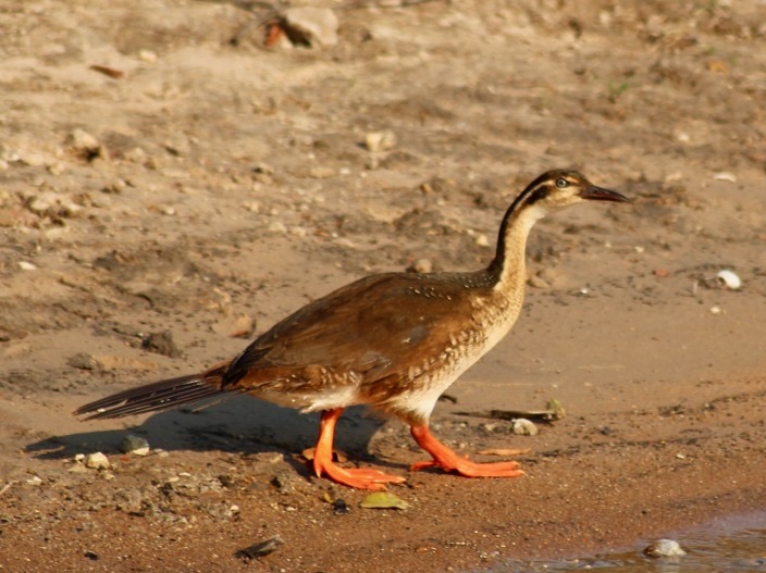 African Finfoot birding near McBrides Camp in Kafue National Park